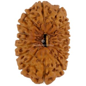17 Mukhi Java Rudraksha 20.03 mm top view