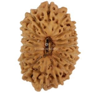 17 Mukhi Java Rudraksha 20.35 mm top view