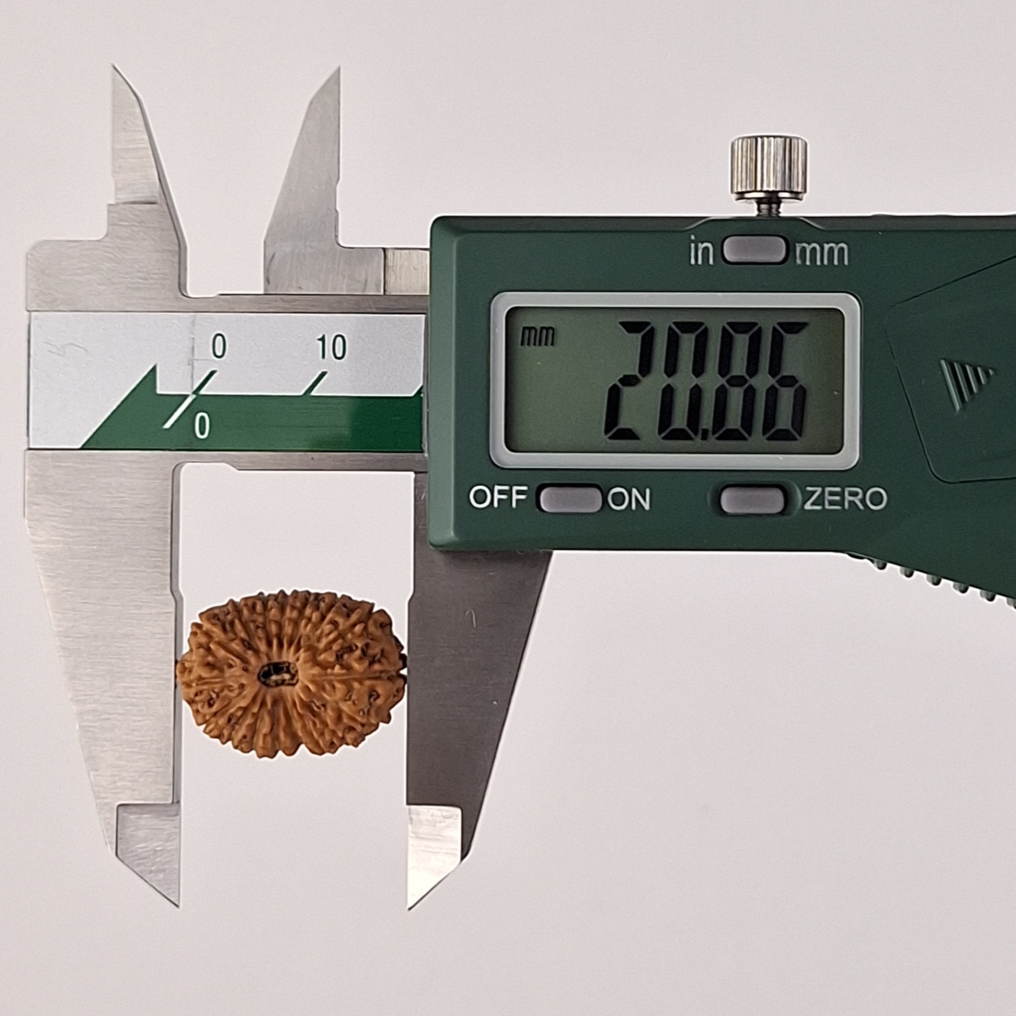 17 Mukhi Java Rudraksha 20.86 mm length measurement