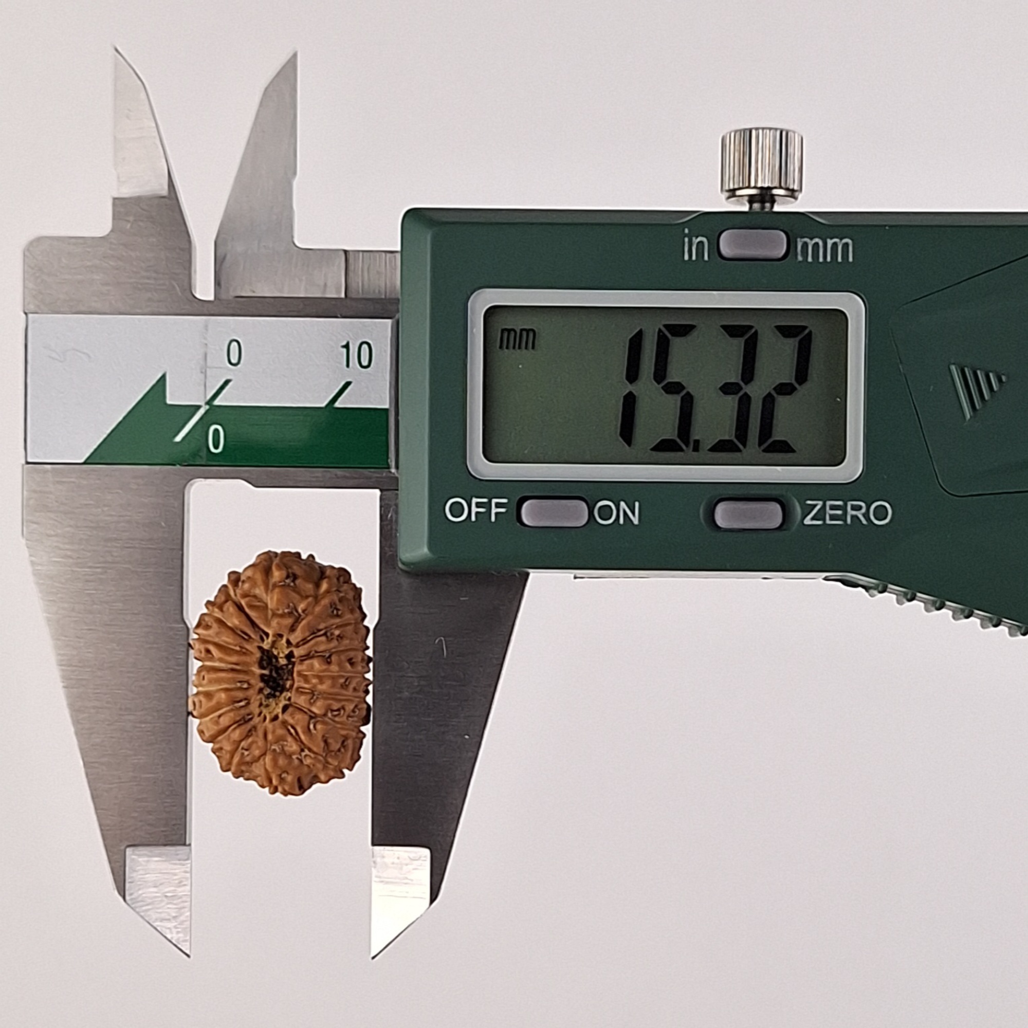 17 Mukhi Java Rudraksha 15.32 mm width measurement