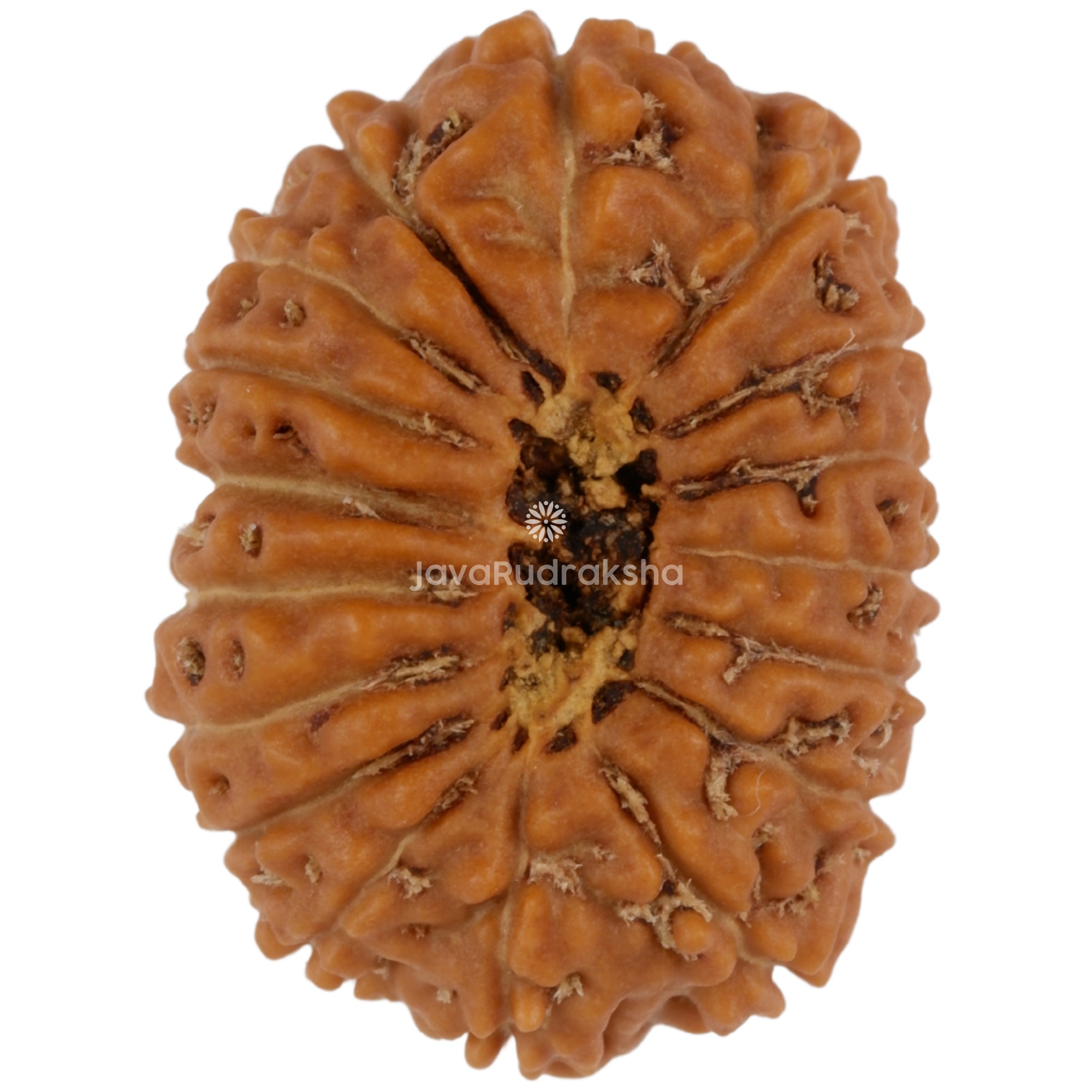 17 Mukhi Java Rudraksha 20.86 mm bottom view