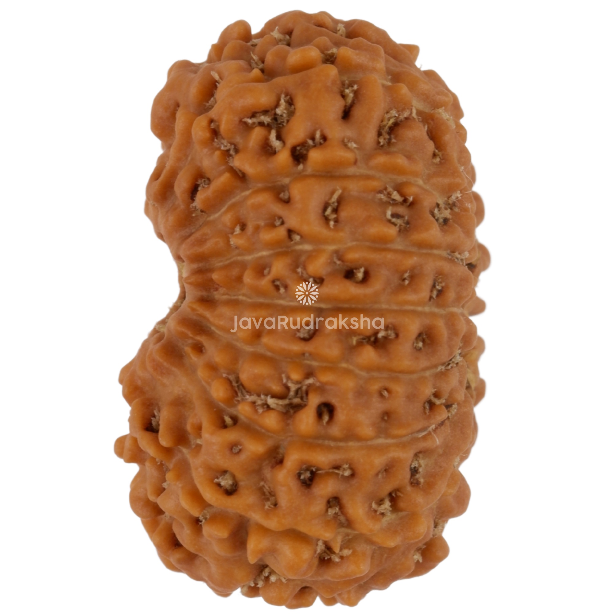 17 Mukhi Java Rudraksha 20.86 mm left side angle