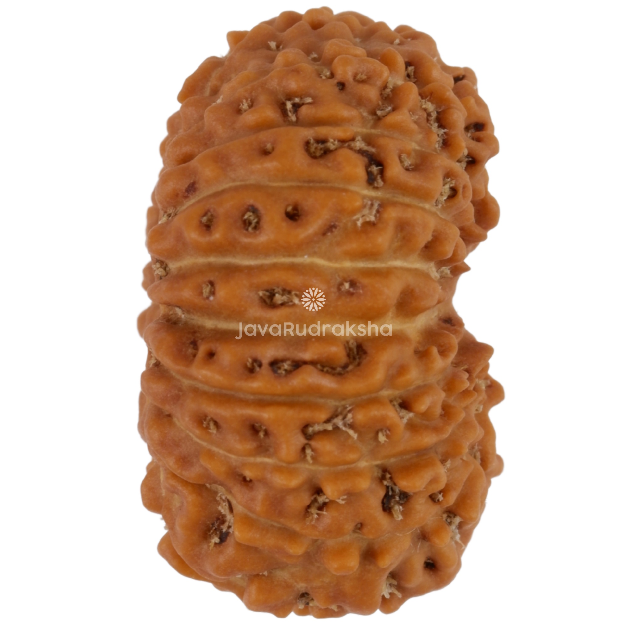 17 Mukhi Java Rudraksha 20.86 mm right side angle