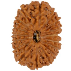 17 Mukhi Java Rudraksha 20.86 mm top view