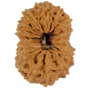 17 Mukhi Java Rudraksha 21.04 mm top view