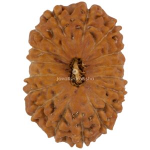 17 Mukhi Java Rudraksha 22.17 mm top view