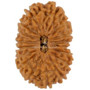 17 Mukhi Java Rudraksha 22.60 mm top view