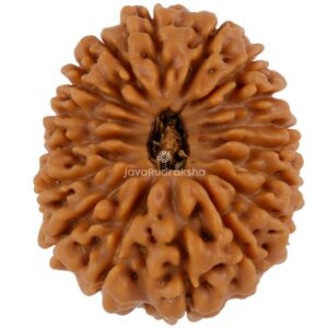 17 Mukhi Java Rudraksha 23.20 mm top view