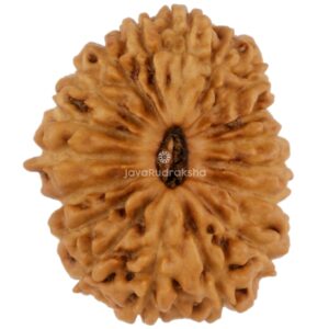 18 Mukhi Java Rudraksha 15.13 mm top view