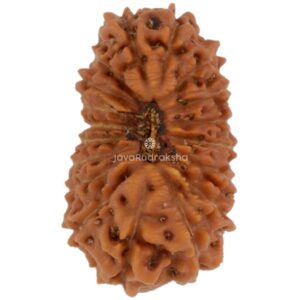 18 Mukhi Java Rudraksha 15.49 mm top view