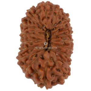 18 Mukhi Java Rudraksha 15.93 mm top view