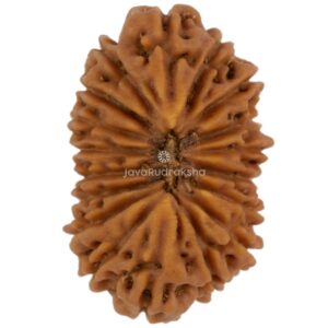 18 Mukhi Java Rudraksha 18.15 mm top view