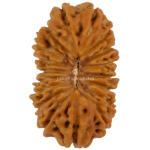 18 Mukhi Java Rudraksha 21.16 mm top view