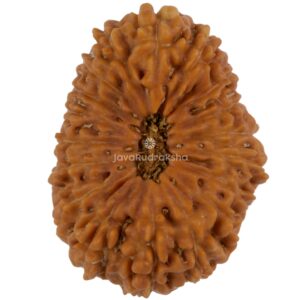 18 Mukhi Java Rudraksha 25.20 mm top view