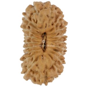 19 Mukhi Java Rudraksha 15.71 mm top view