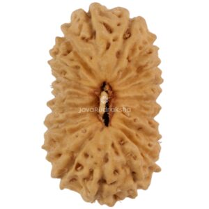 19 Mukhi Java Rudraksha 16.33 mm top view