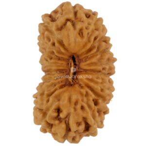 19 Mukhi Java Rudraksha 16.51 mm top view