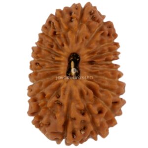 19 Mukhi Java Rudraksha 17.67 mm top view