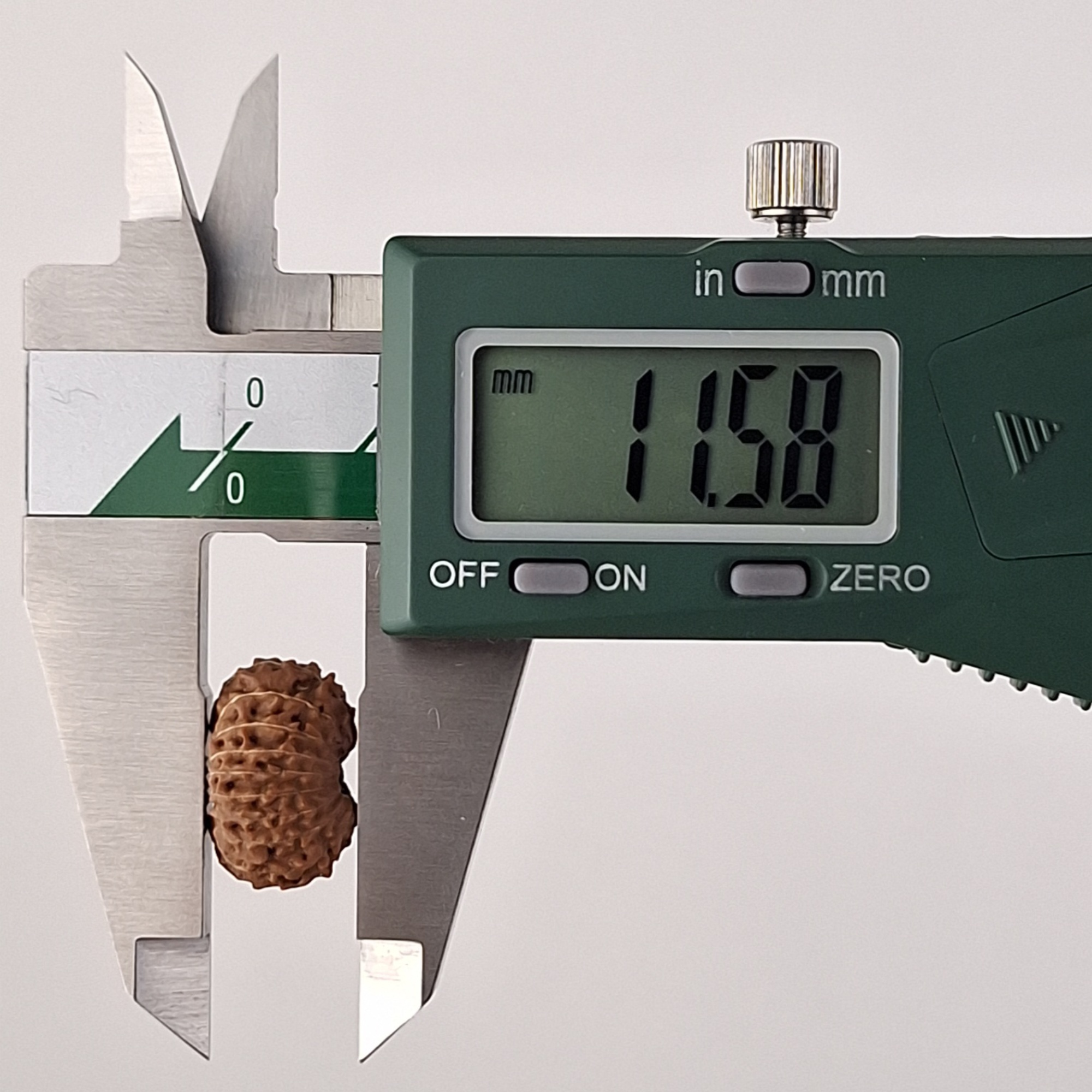 19 Mukhi Java Rudraksha 11.58 mm depth measurement