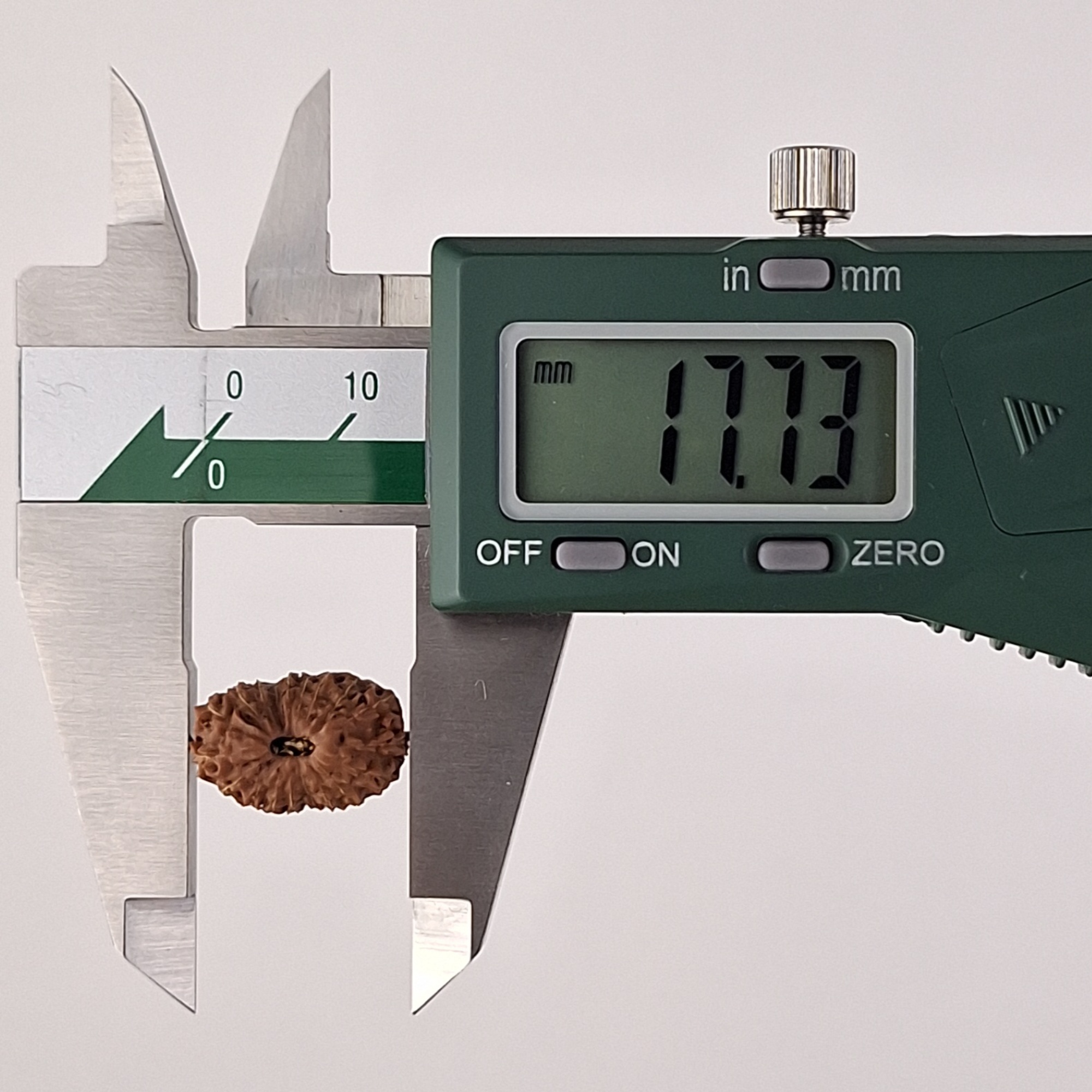 19 Mukhi Java Rudraksha 17.73 mm length measurement