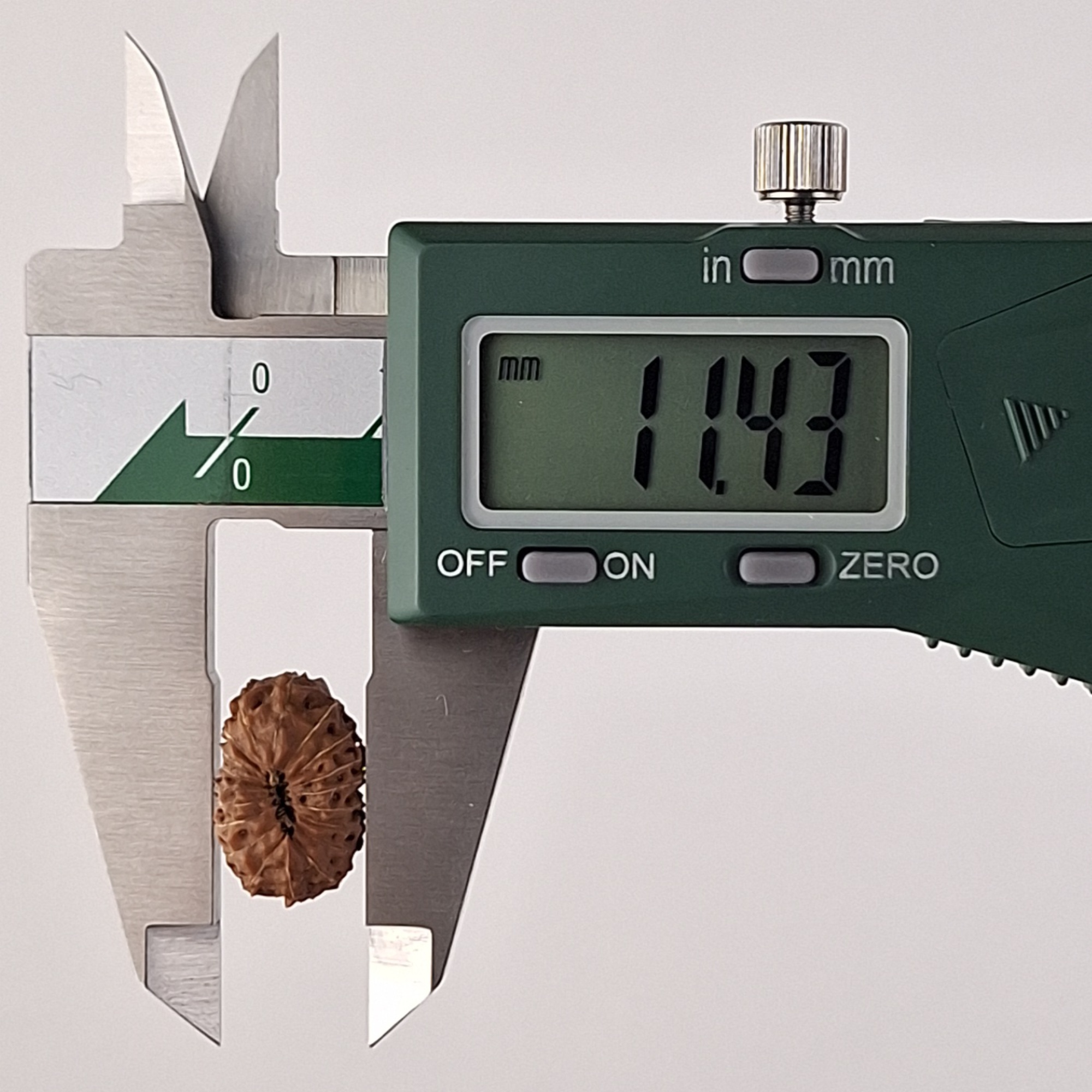 19 Mukhi Java Rudraksha 11.43 mm width measurement
