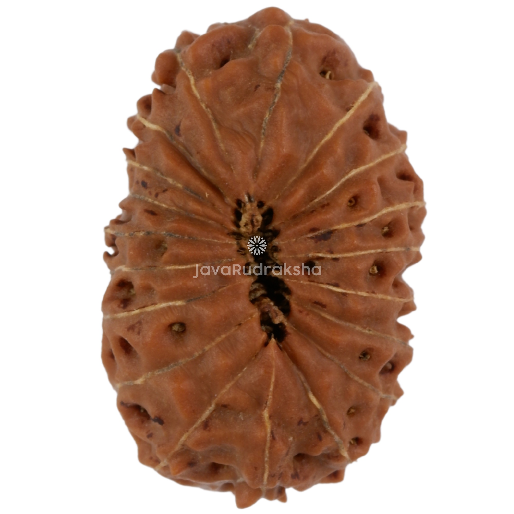 19 Mukhi Java Rudraksha 17.73 mm bottom view