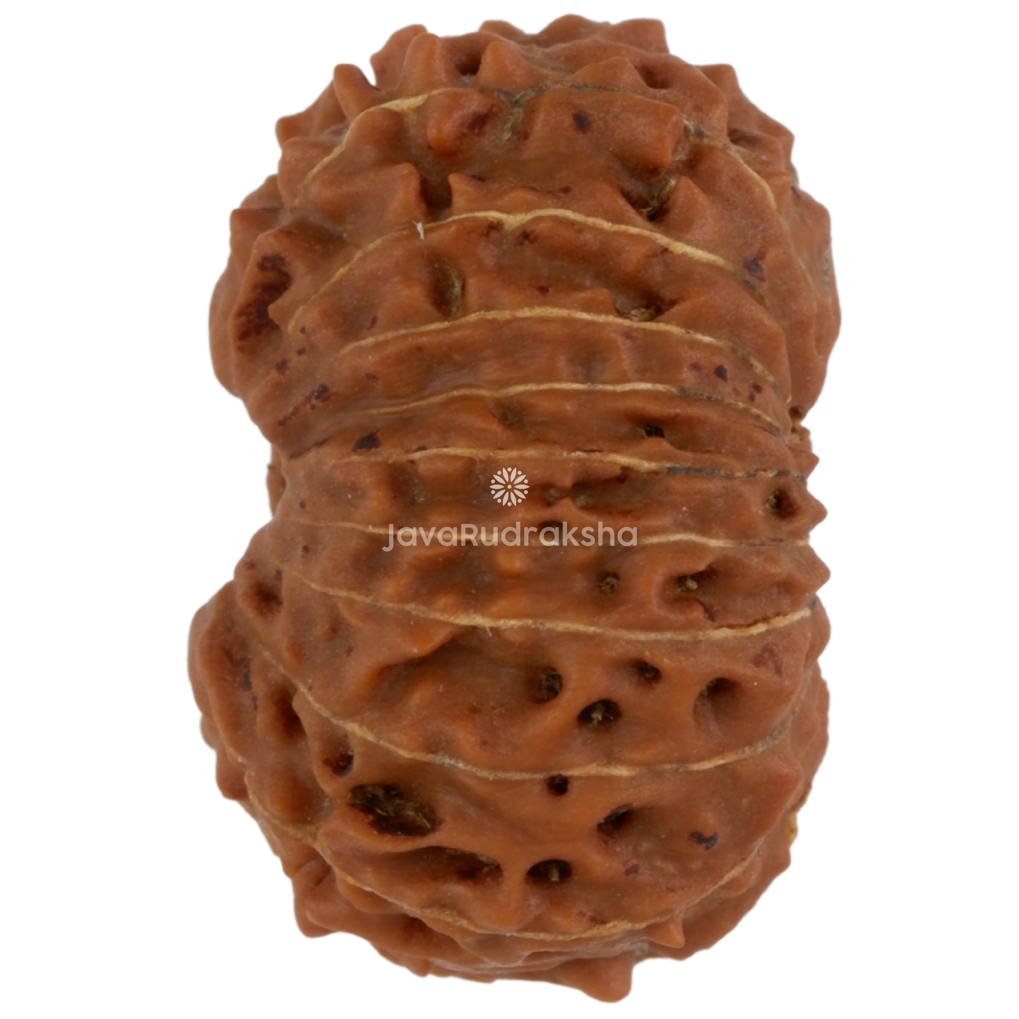19 Mukhi Java Rudraksha 17.73 mm left side angle