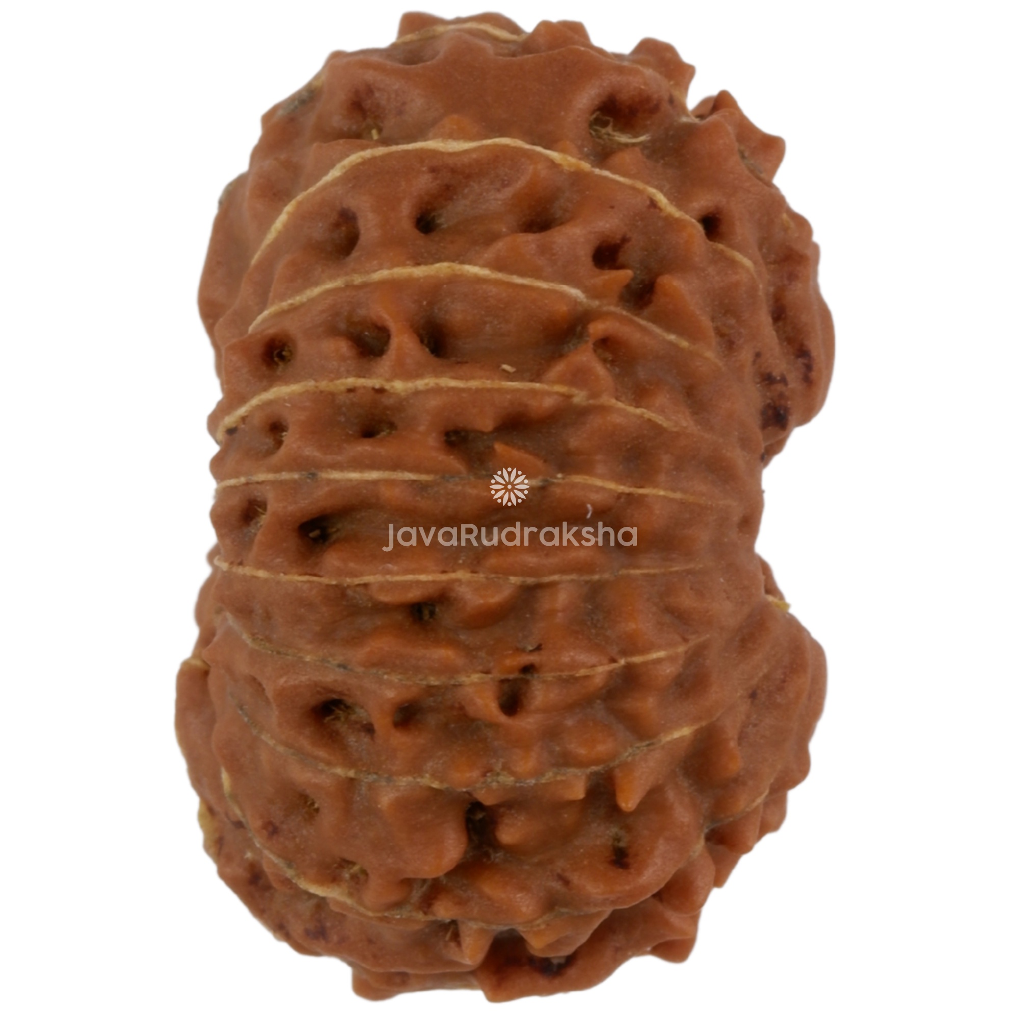19 Mukhi Java Rudraksha 17.73 mm right side angle