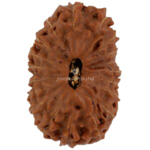 19 Mukhi Java Rudraksha 17.73 mm top view