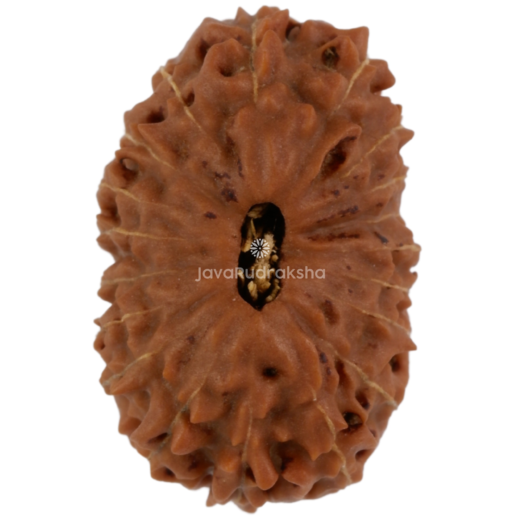 19 Mukhi Java Rudraksha 17.73 mm top view