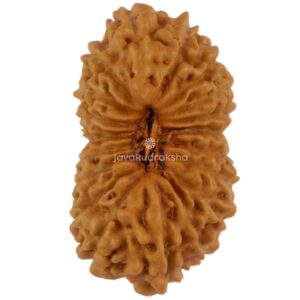 19 Mukhi Java Rudraksha 17.93 mm top view