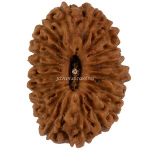 19 Mukhi Java Rudraksha 19.67 mm top view