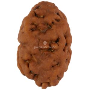 2 Mukhi Java Rudraksha 22.22 mm front view