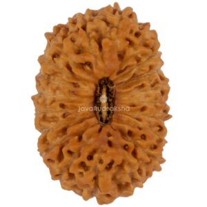 20 Mukhi Java Rudraksha 22.43 mm top view