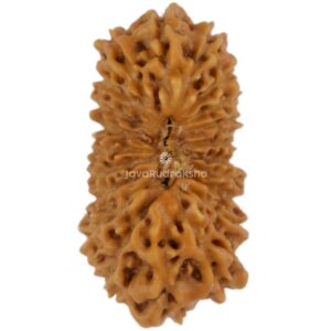 21 Mukhi Java Rudraksha 16.72 mm top view