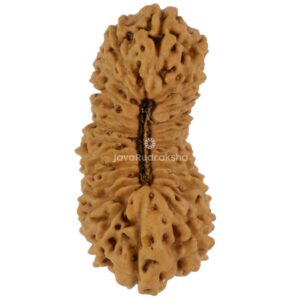 24 Mukhi Java Rudraksha 21.50 mm top view