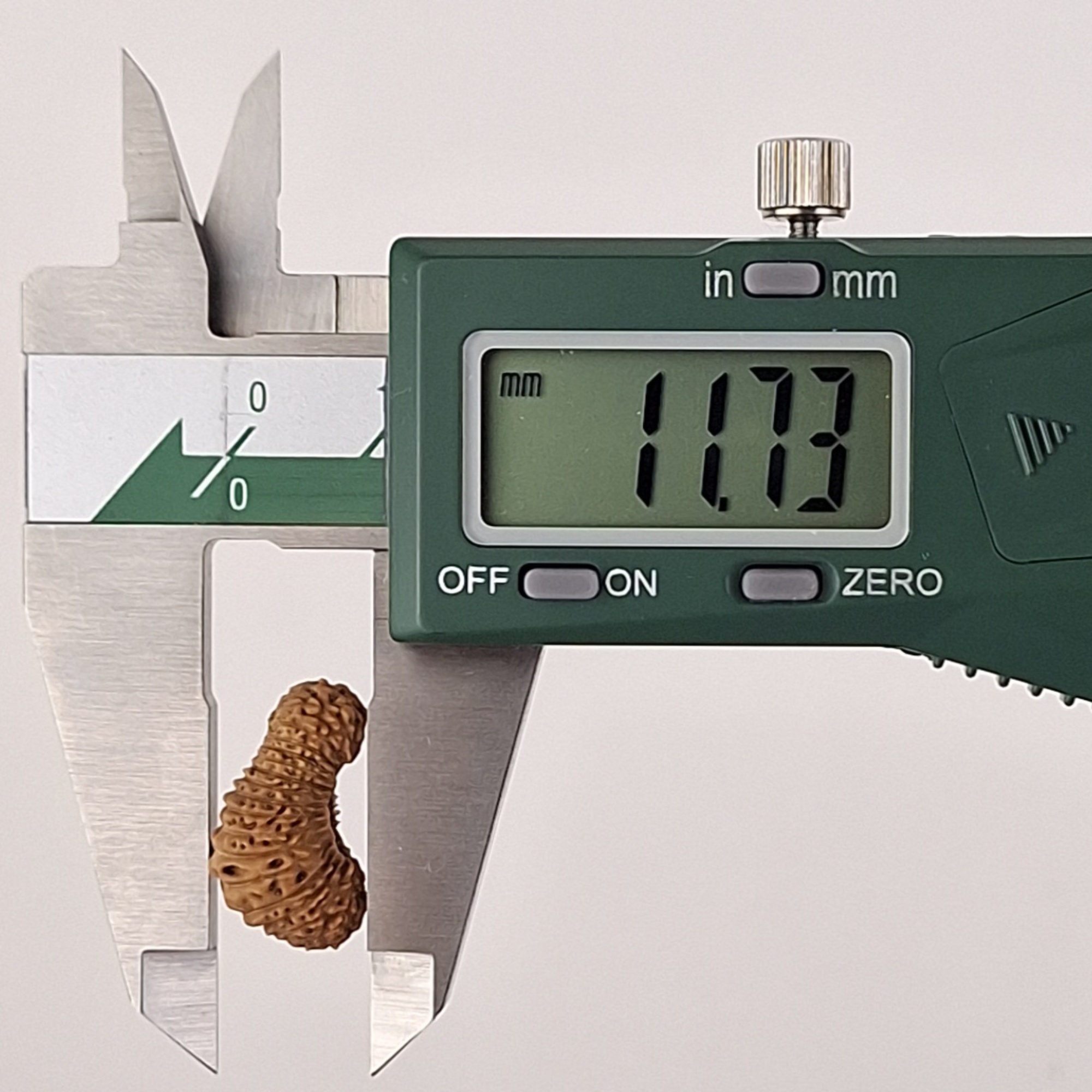 35 Mukhi Java Rudraksha 11.73 mm depth measurement