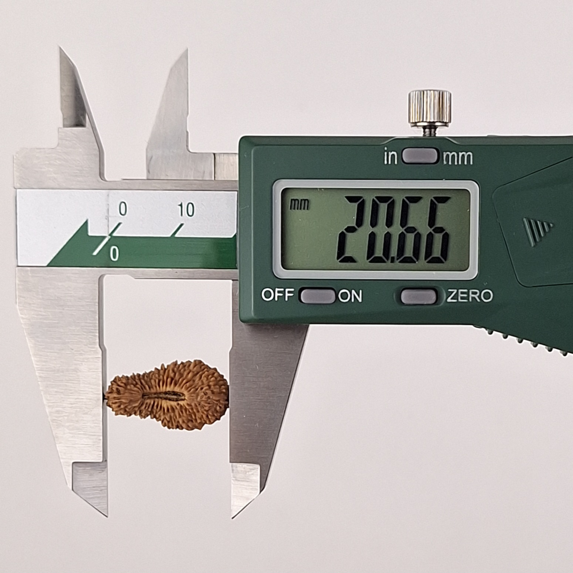35 Mukhi Java Rudraksha 20.66 mm length measurement