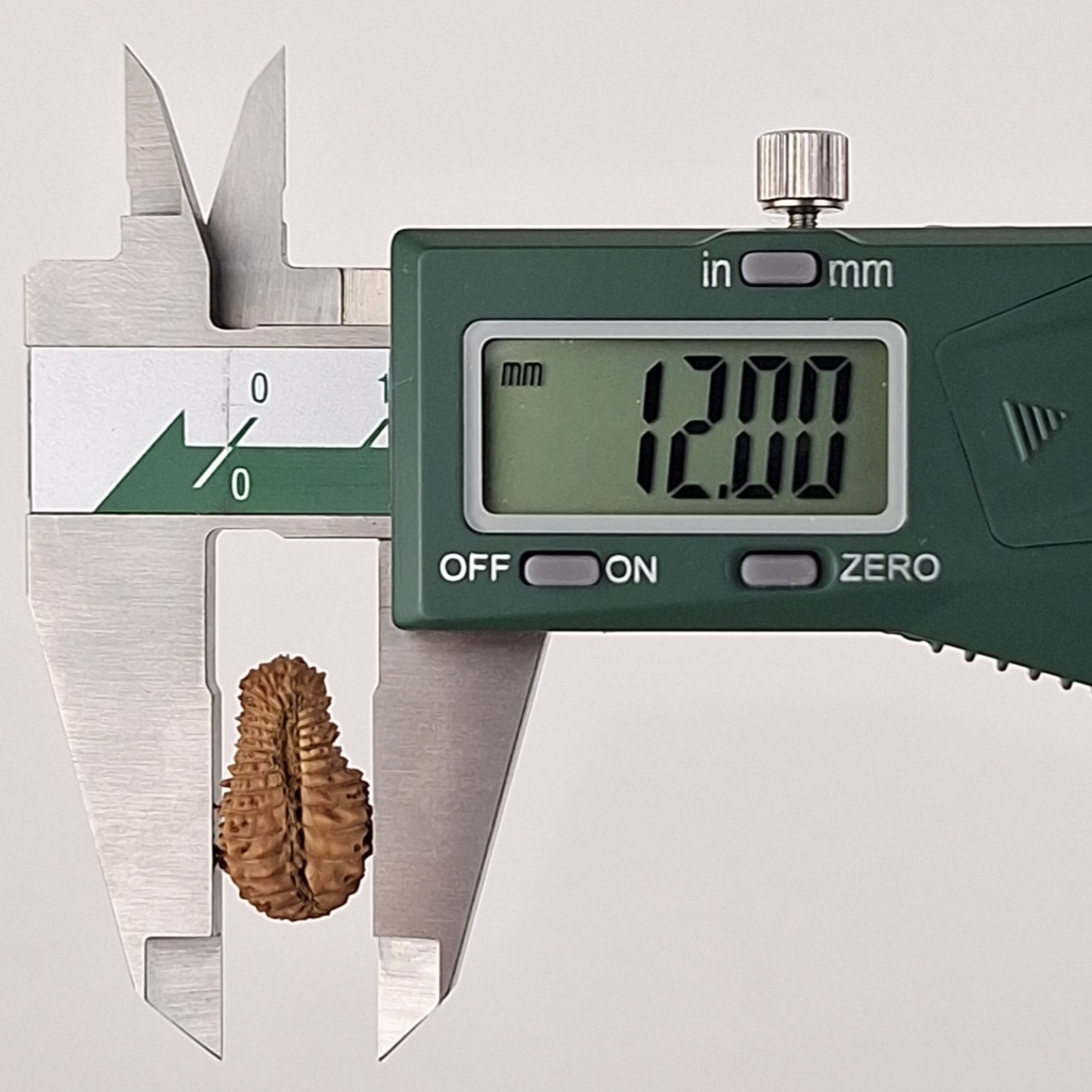 35 Mukhi Java Rudraksha 12.00 mm width measurement