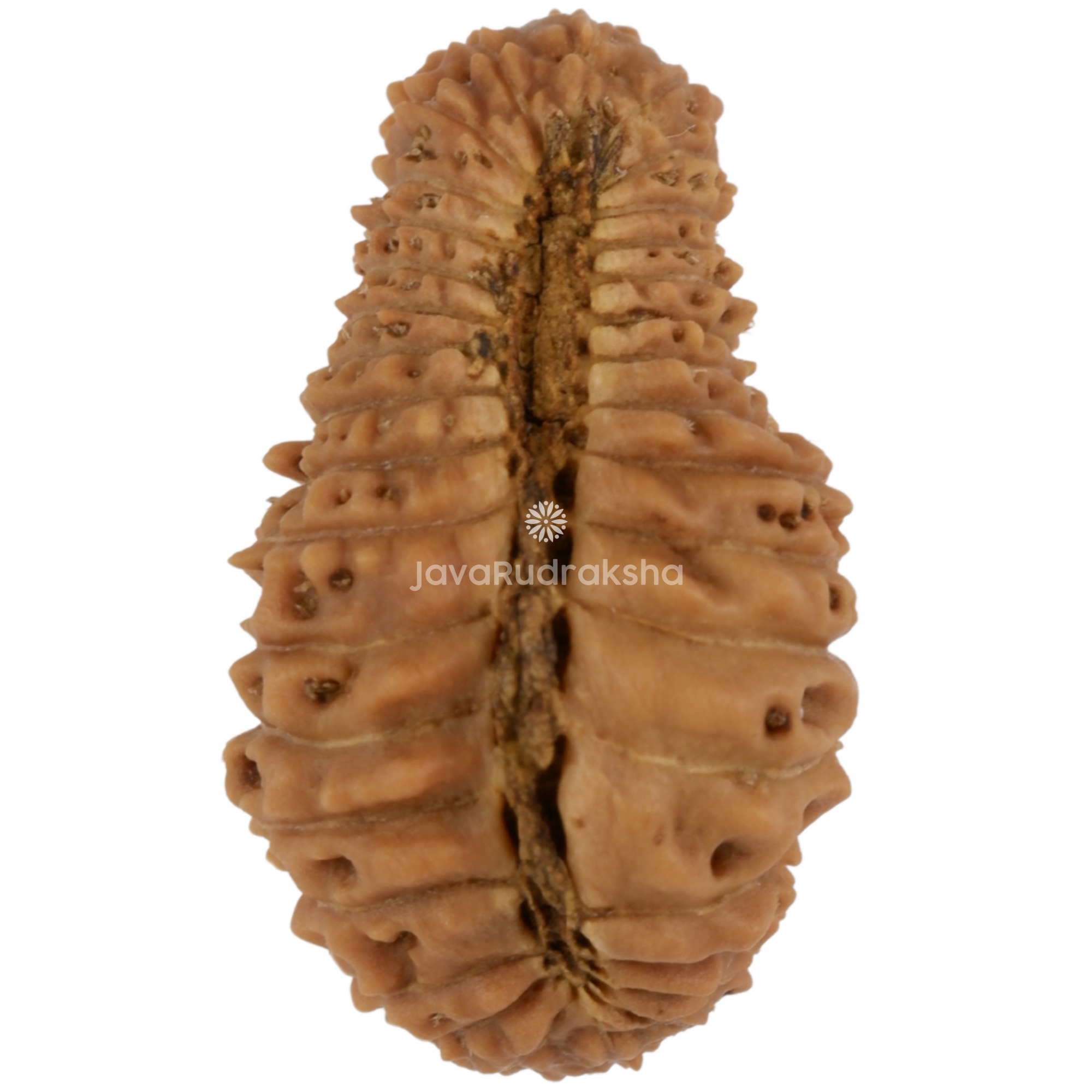 35 Mukhi Java Rudraksha 20.66 mm bottom view