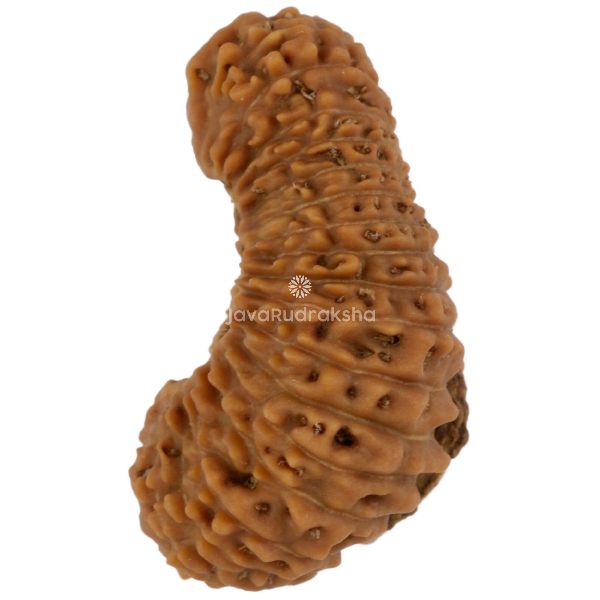 35 Mukhi Java Rudraksha 20.66 mm left side angle