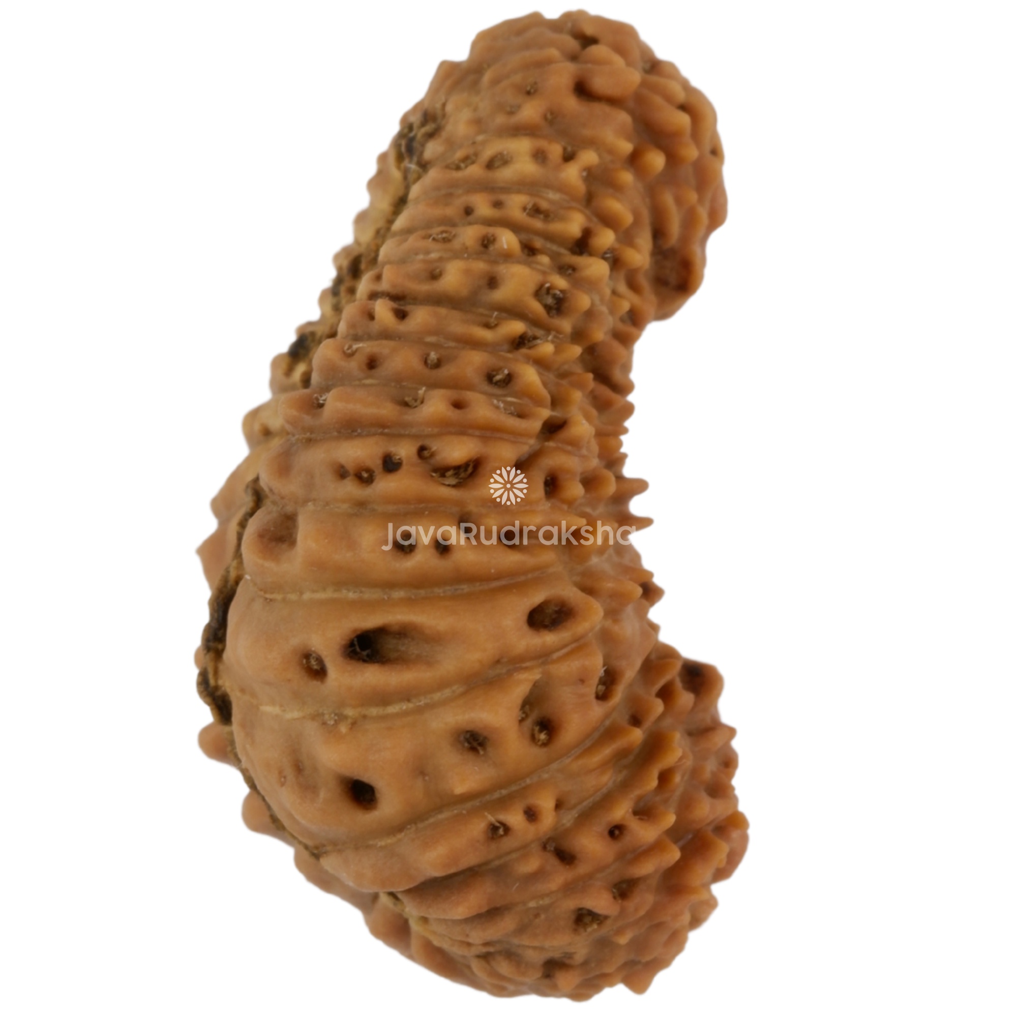 35 Mukhi Java Rudraksha 20.66 mm right side angle