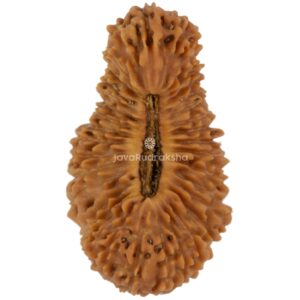 35 Mukhi Java Rudraksha 20.66 mm top view