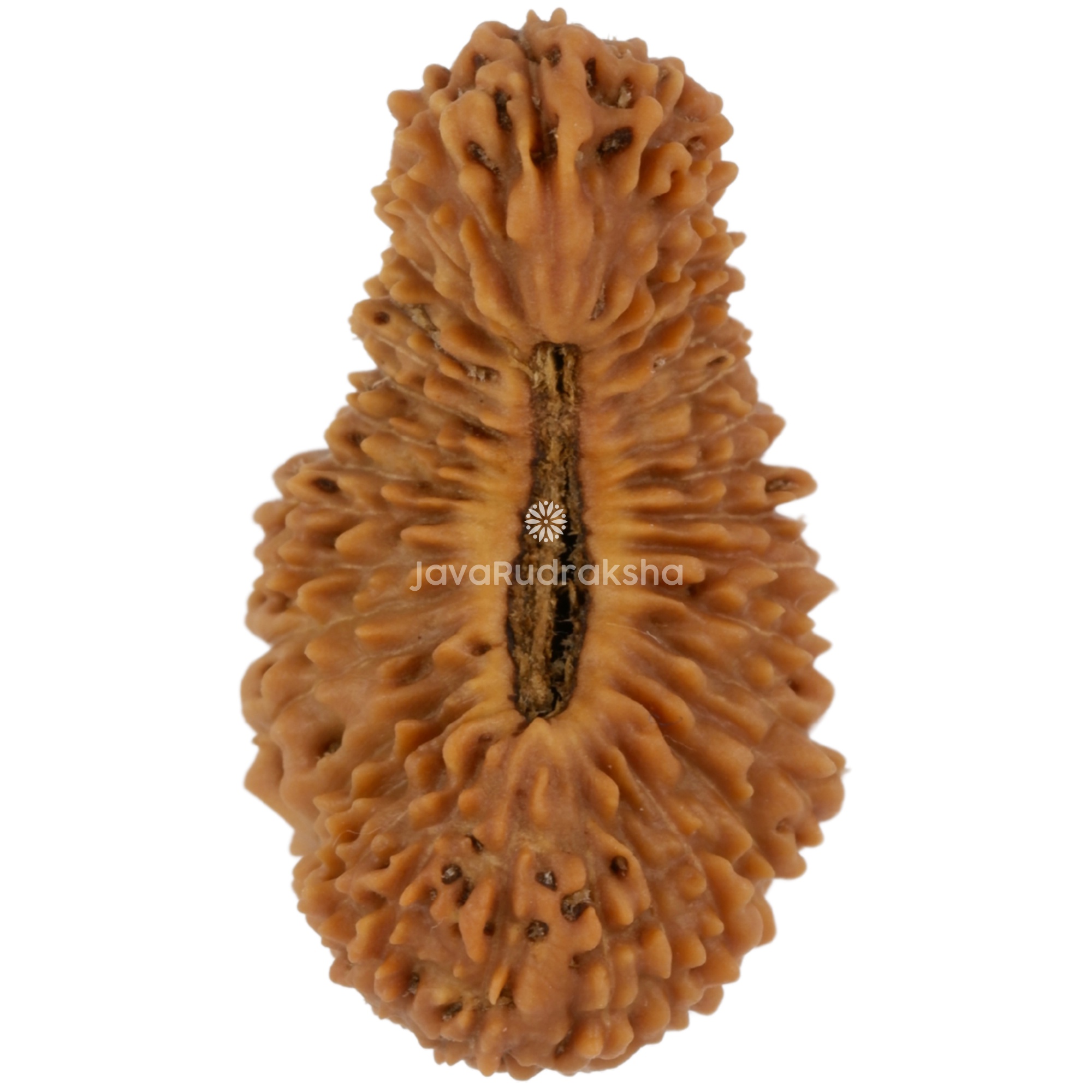 35 Mukhi Java Rudraksha 20.66 mm top view