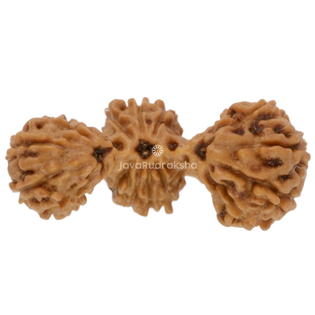 Trijuti Java Rudraksha 15.21 mm top view