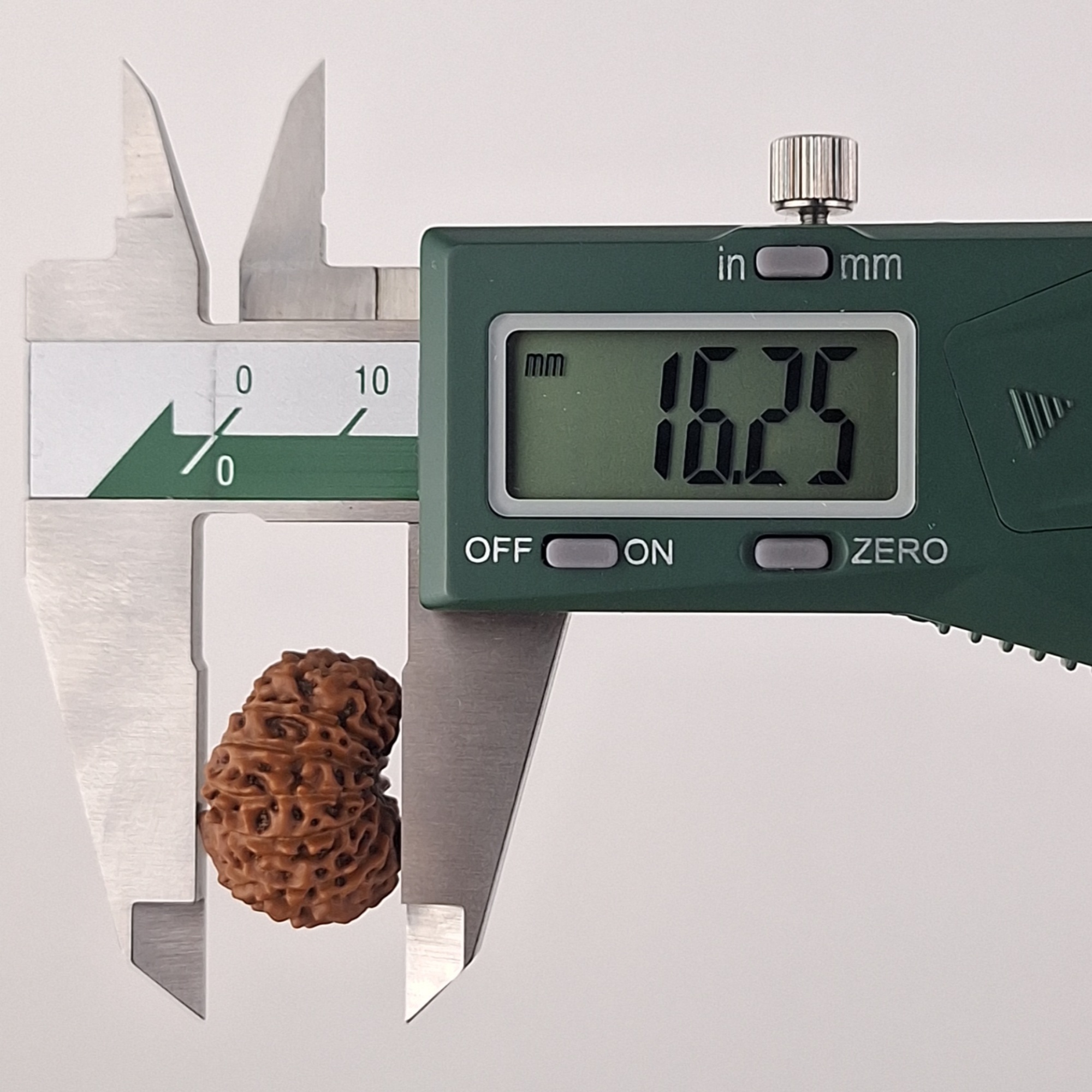 13 Mukhi Java Rudraksha 16.25 mm depth measurement
