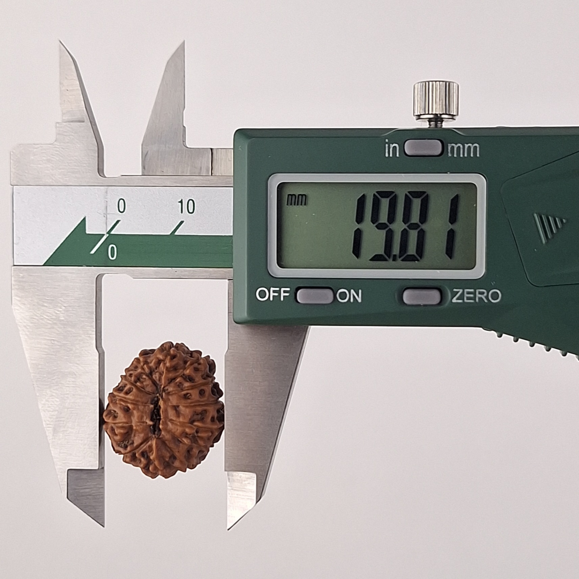 13 Mukhi Java Rudraksha 19.81 mm width measurement
