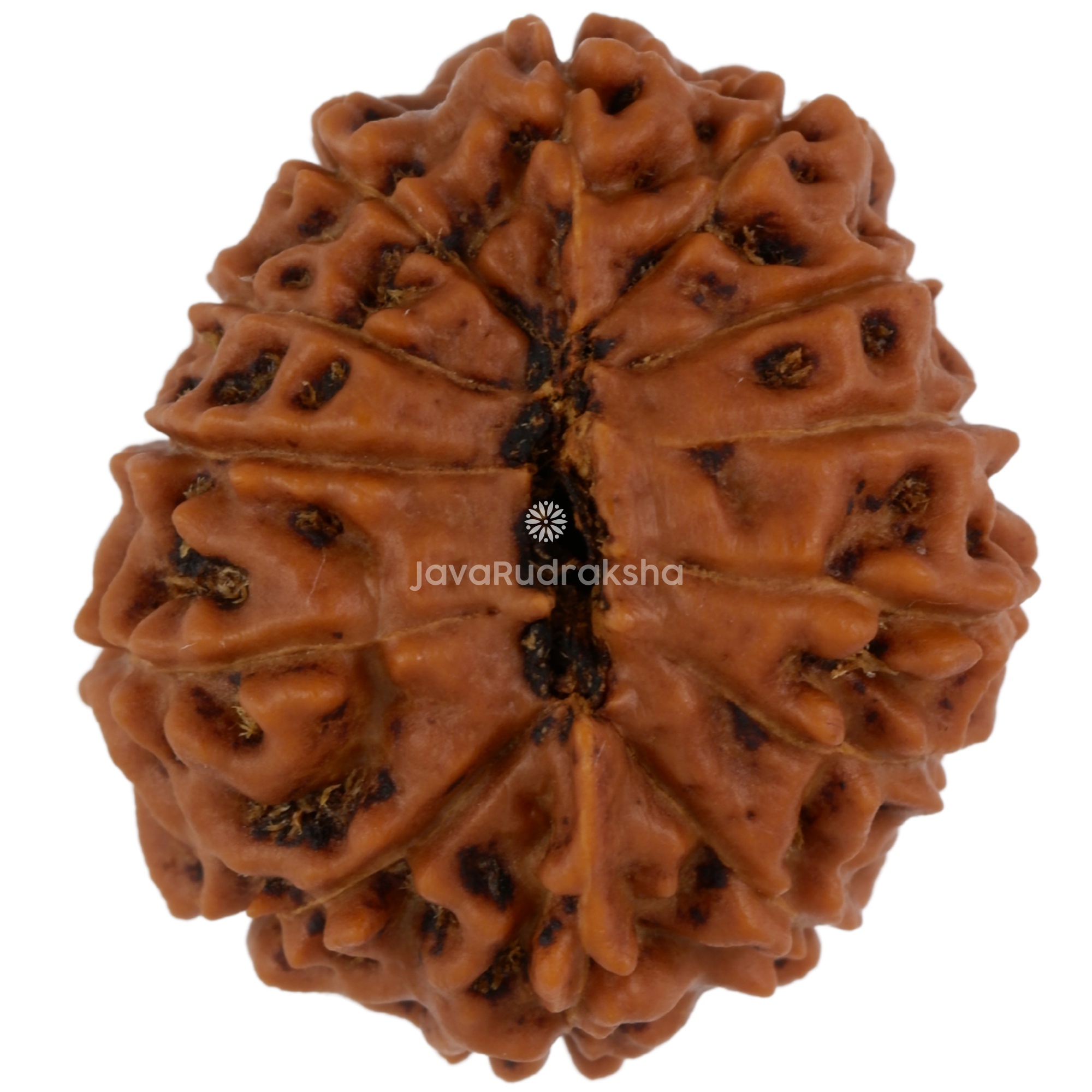 13 Mukhi Java Rudraksha 22.19 mm bottom view