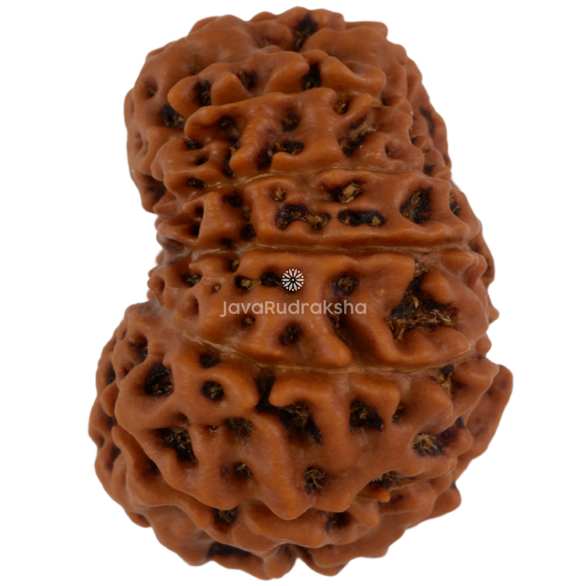 13 Mukhi Java Rudraksha 22.19 mm left side angle