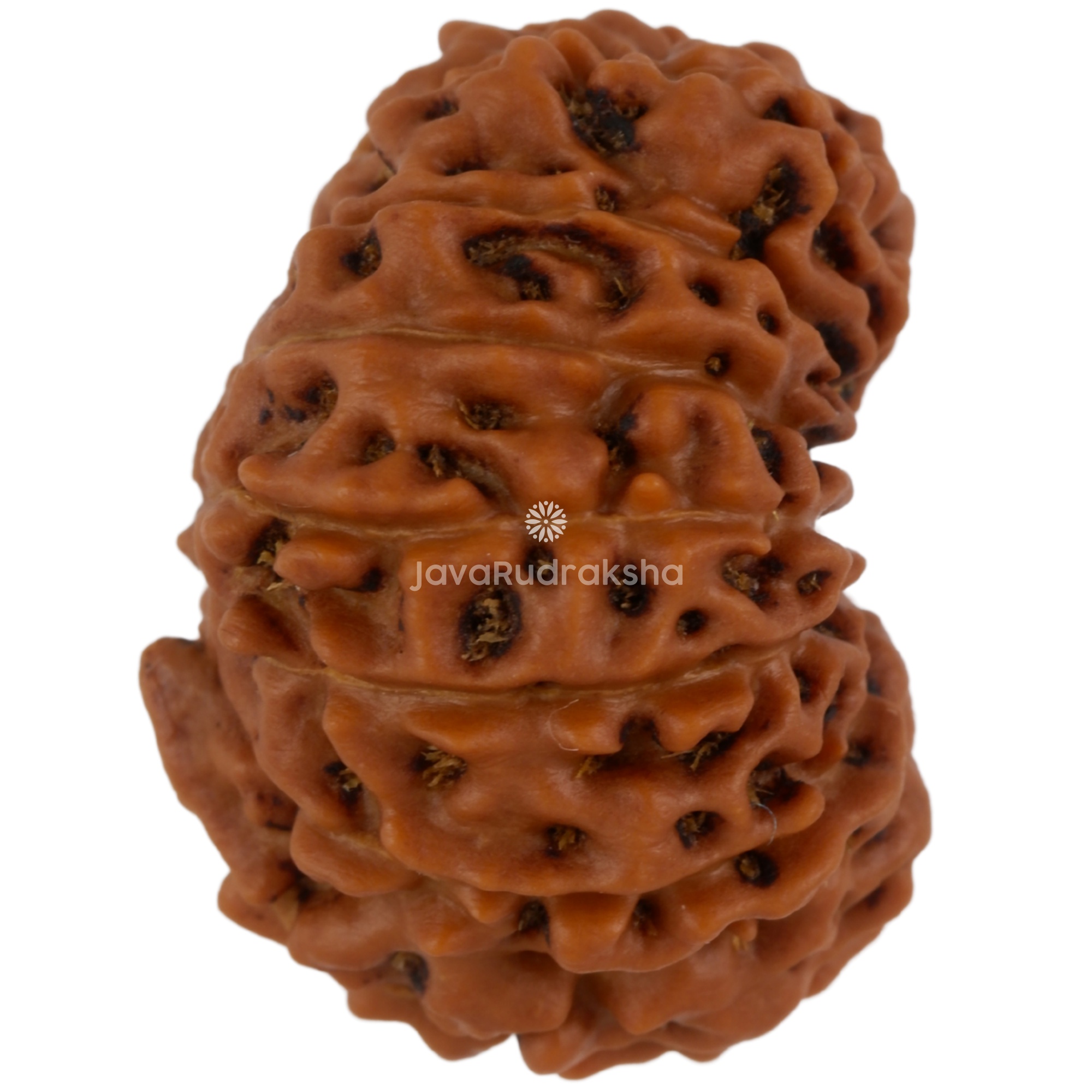 13 Mukhi Java Rudraksha 22.19 mm right side angle